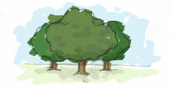 Alberi Alberi