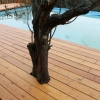Piscina Promenade: la Promenade incorpora perfettamente la natura, in questo caso un olivo.